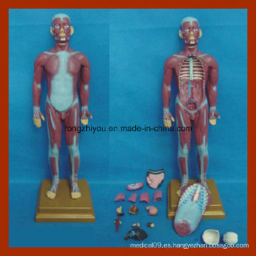 Torso Muscular Humano de 85cm con Modelo de Anatomía de Órganos Internos (17 PCS)